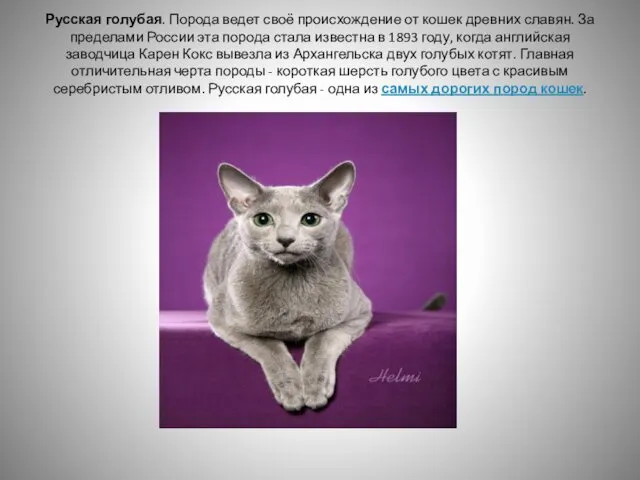 Русская голубая. Порода ведет своё происхождение от кошек древних славян.