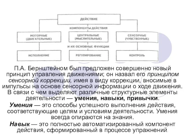 П.А. Бернштейном был предложен совершенно новый принцип управления движениями; он