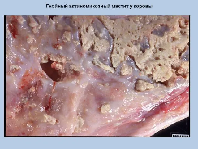 Гнойный актиномикозный мастит у коровы