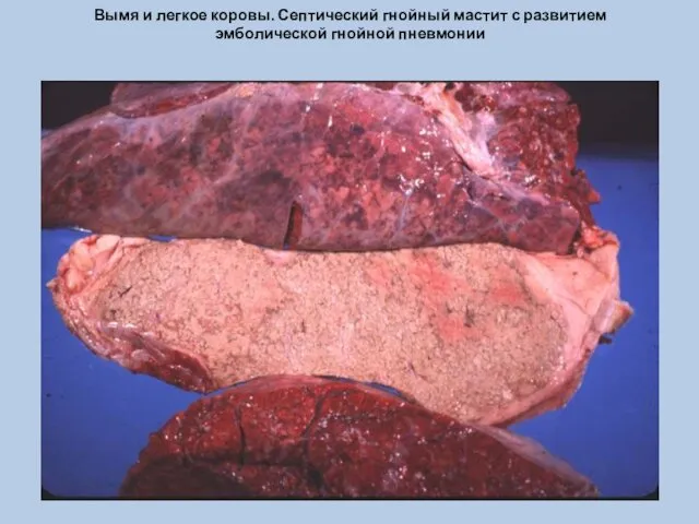 Вымя и легкое коровы. Септический гнойный мастит с развитием эмболической гнойной пневмонии