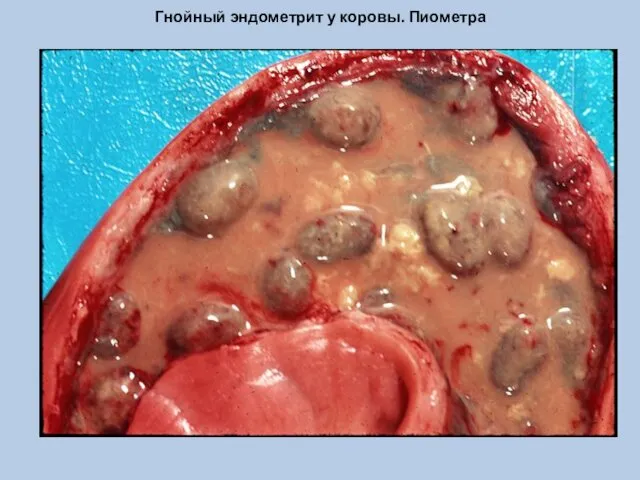 Гнойный эндометрит у коровы. Пиометра