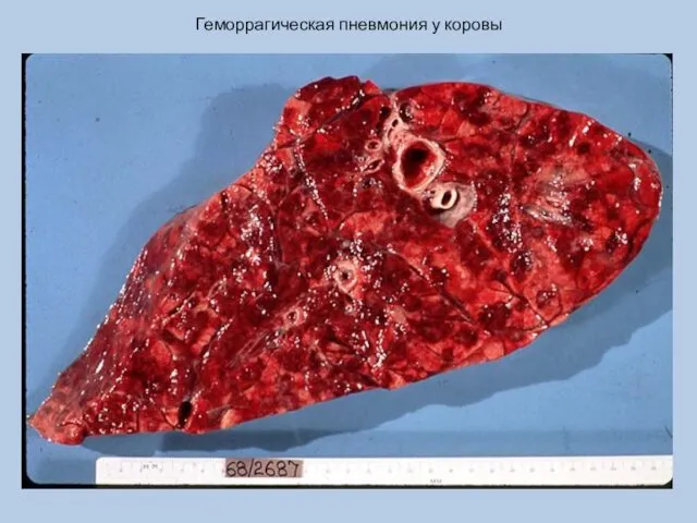 Геморрагическая пневмония у коровы