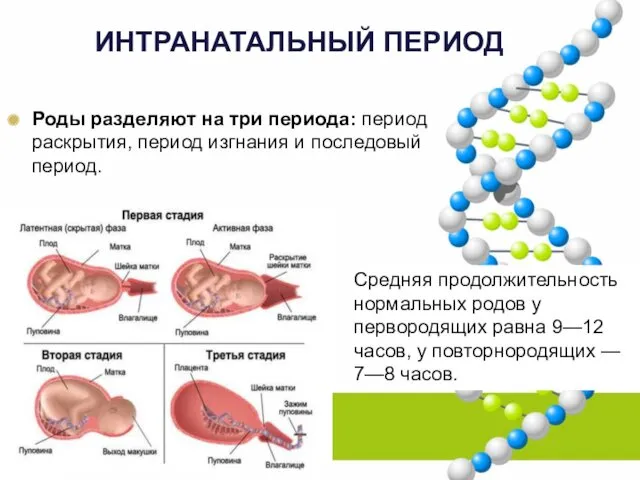 ИНТРАНАТАЛЬНЫЙ ПЕРИОД Роды разделяют на три периода: период раскрытия, период