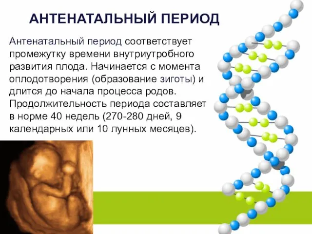 АНТЕНАТАЛЬНЫЙ ПЕРИОД Антенатальный период соответствует промежутку времени внутриутробного развития плода.