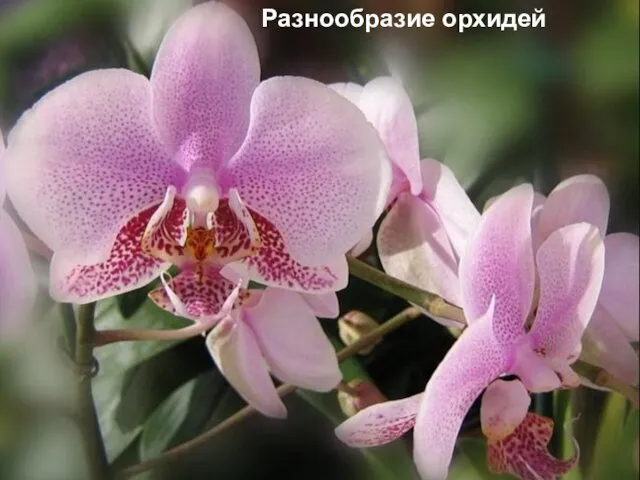 Разнообразие орхидей