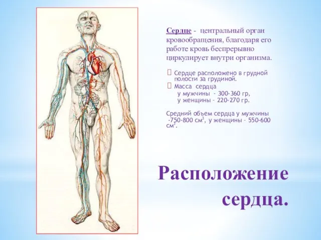 Расположение сердца. Сердце - центральный орган кровообращения, благодаря его работе