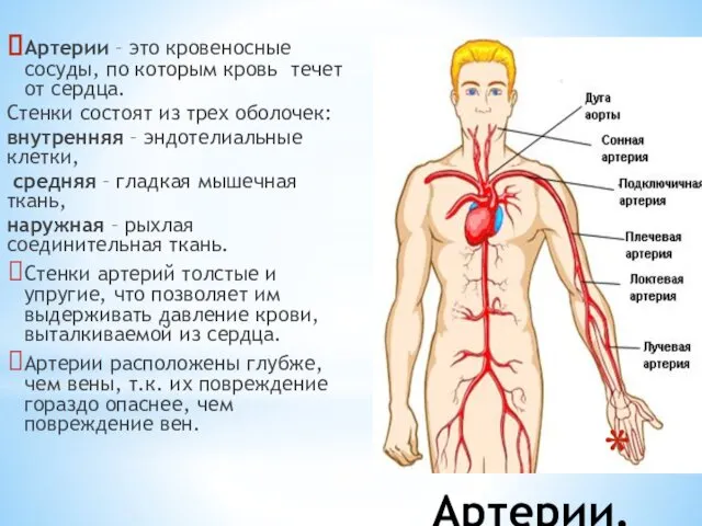 Артерии. Артерии – это кровеносные сосуды, по которым кровь течет