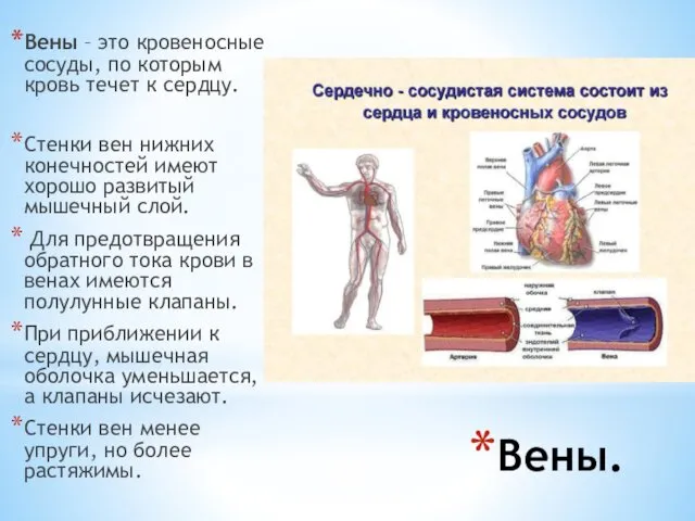 Вены. Вены – это кровеносные сосуды, по которым кровь течет