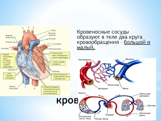 Круги кровообращения. Кровеносные сосуды образуют в теле два круга кровообращения – большой и малый.