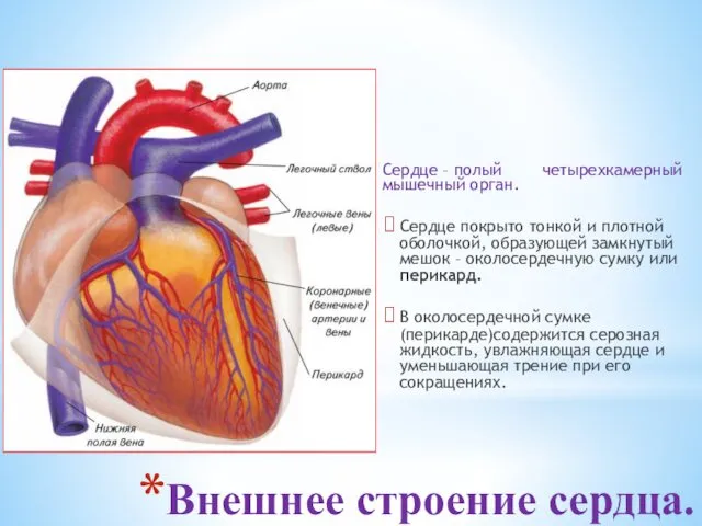 Внешнее строение сердца. Сердце – полый четырехкамерный мышечный орган. Сердце