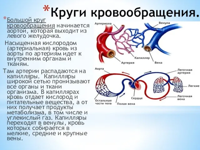 Круги кровообращения. Большой круг кровообращения начинается аортой, которая выходит из