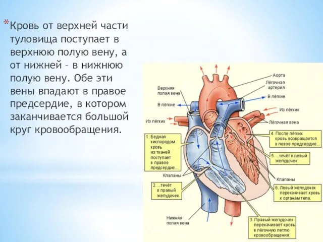 Кровь от верхней части туловища поступает в верхнюю полую вену,