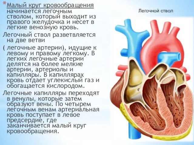 Малый круг кровообращения начинается легочным стволом, который выходит из правого