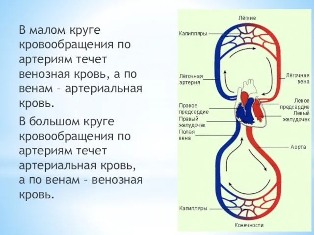 В малом круге кровообращения по артериям течет венозная кровь, а