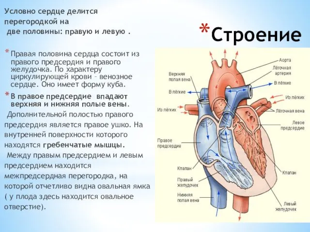 Строение сердца Условно сердце делится перегородкой на две половины: правую