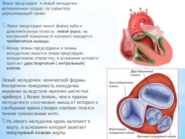 Левое предсердие и левый желудочек – артериальное сердце, по характеру