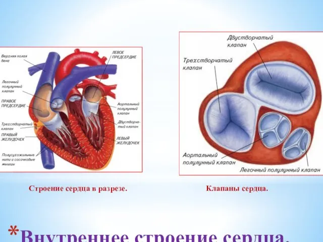 Внутреннее строение сердца. Строение сердца в разрезе. Клапаны сердца.