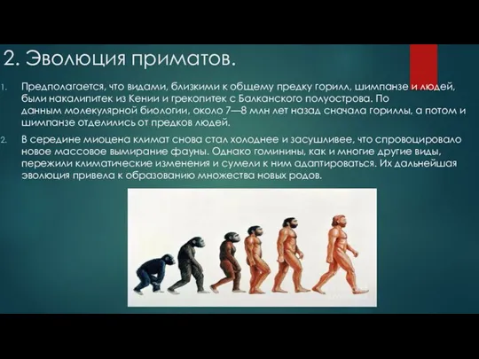 2. Эволюция приматов. Предполагается, что видами, близкими к общему предку