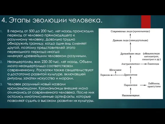 4. Этапы эволюции человека. В период от 500 до 200