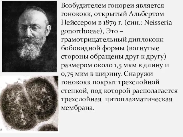 Возбудителем гонореи является гонококк, открытый Альбертом Нейссером в 1879 г. (син.: Neisseria gonorrhoeae),