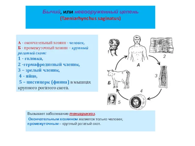 Бычий, или невооруженный цепень (Taeniarhynchus saginatus) Вызывает заболевание тениаринхоз. Окончательным