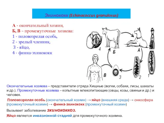 Эхинококк (Echinococcus granulosus) Окончательные хозяева – представители отряда Хищные (волки,