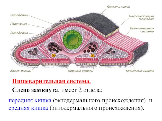 Пищеварительная система. Слепо замкнута, имеет 2 отдела: передняя кишка (эктодермального происхождения) и средняя кишка (энтодермального происхождения).