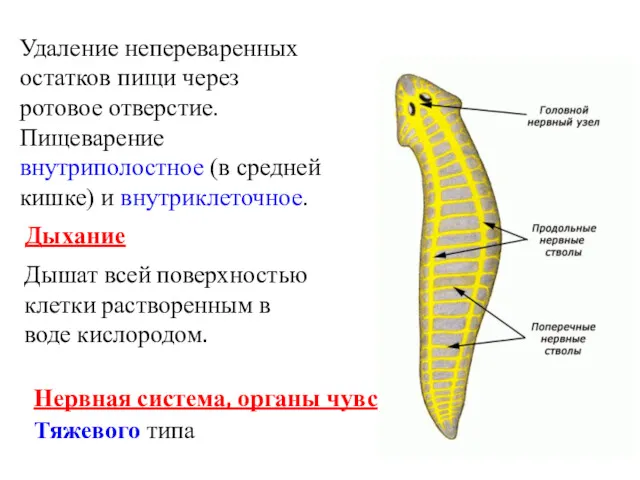 Удаление непереваренных остатков пищи через ротовое отверстие. Пищеварение внутриполостное (в