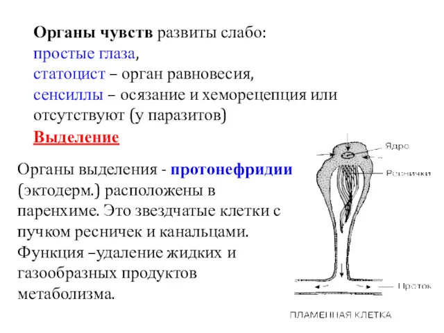 Выделение Органы чувств развиты слабо: простые глаза, статоцист – орган