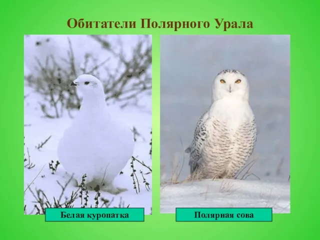 Обитатели Полярного Урала Белая куропатка Полярная сова