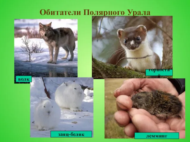 Обитатели Полярного Урала заяц-беляк лемминг волк горностай