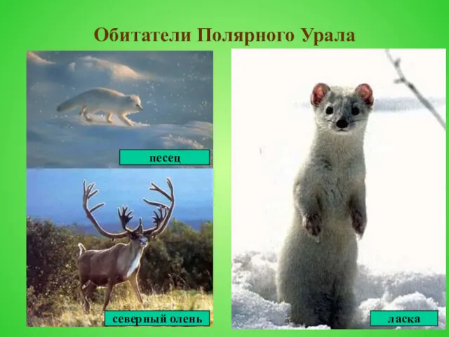 Обитатели Полярного Урала северный олень песец ласка