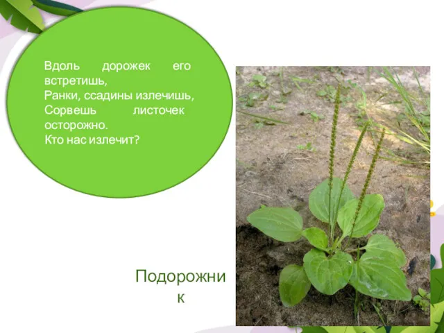 Вдоль дорожек его встретишь, Ранки, ссадины излечишь, Сорвешь листочек осторожно. Кто нас излечит?