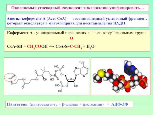 Ацетил-кофермент А (Acet-CoA) – восстановленный углеводный фрагмент, который окисляется в