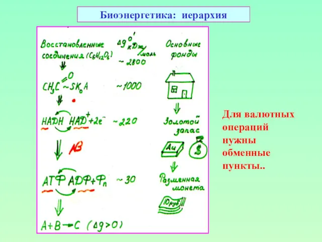 Биоэнергетика: иерархия Для валютных операций нужны обменные пункты..