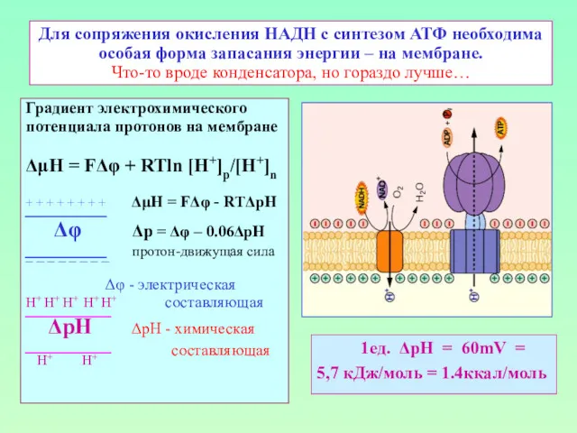 Для сопряжения окисления НАДН с синтезом АТФ необходима особая форма