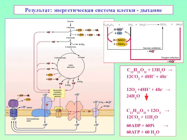 Результат: энергетическая система клетки - дыхание С12H22O11 + 13H2O →