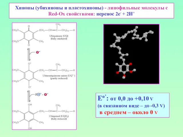 Хиноны (убихиноны и пластохиноны) - липофильные молекулы с Red-Ox свойствами: