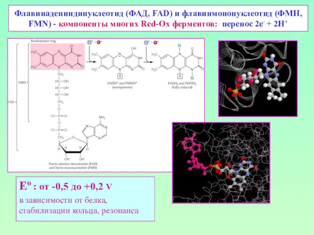 Флавинадениндинуклеотид (ФАД, FAD) и флавинмононуклеотид (ФМН, FMN) - компоненты многих