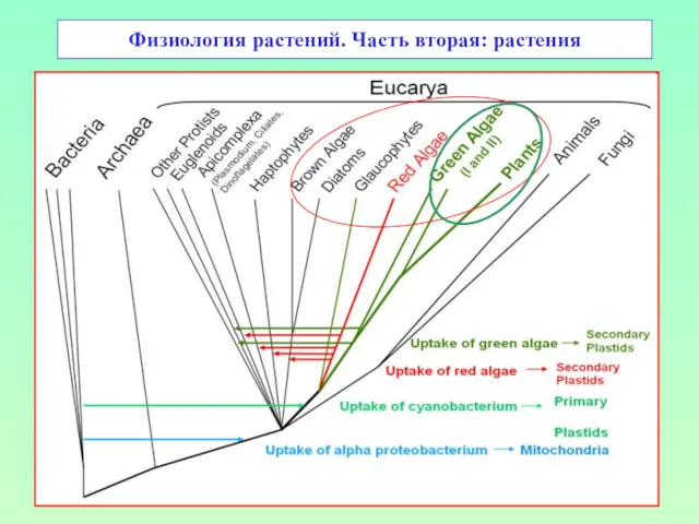 Физиология растений. Часть вторая: растения