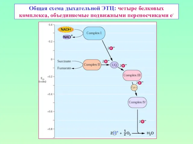 Общая схема дыхательной ЭТЦ: четыре белковых комплекса, объединяемые подвижными переносчиками е-