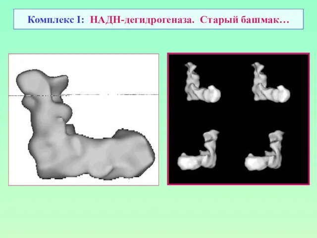 Комплекс I: НАДН-дегидрогеназа. Старый башмак…