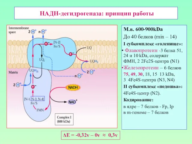 НАДН-дегидрогеназа: принцип работы М.в. 600-900kDa До 40 белков (min –