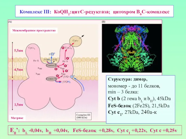 Комплекс III: КоQН2:цитС-редуктаза; цитохром В6С-комплекс Структура: димер, мономер - до