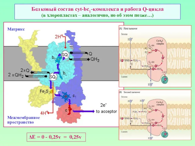 Белковый состав cyt-bc1-комплекса и работа Q-цикла (в хлоропластах – аналогично,