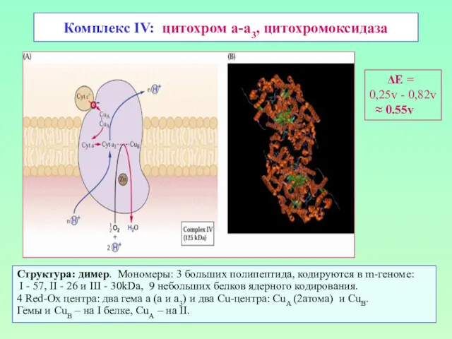 Комплекс IV: цитохром а-а3, цитохромоксидаза Структура: димер. Мономеры: 3 больших