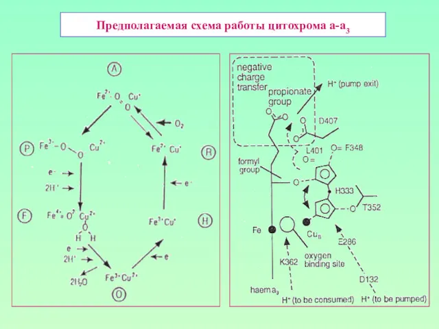 Предполагаемая схема работы цитохрома а-а3