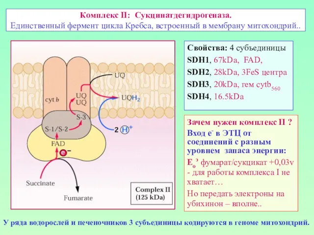 Комплекс II: Сукцинатдегидрогеназа. Единственный фермент цикла Кребса, встроенный в мембрану