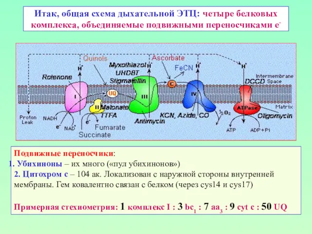 Итак, общая схема дыхательной ЭТЦ: четыре белковых комплекса, объединяемые подвижными