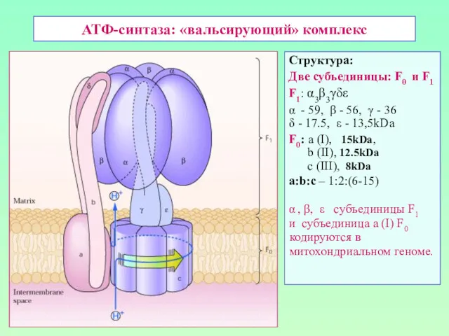 АТФ-синтаза: «вальсирующий» комплекс Структура: Две субъединицы: F0 и F1 F1: